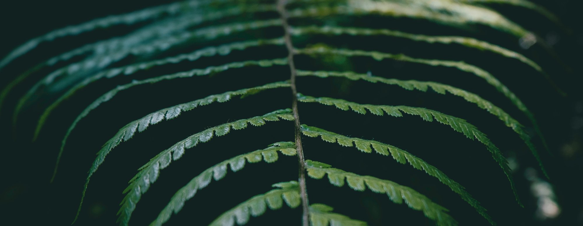 yoal-desurmont-s5n80IEvqYU-unsplash